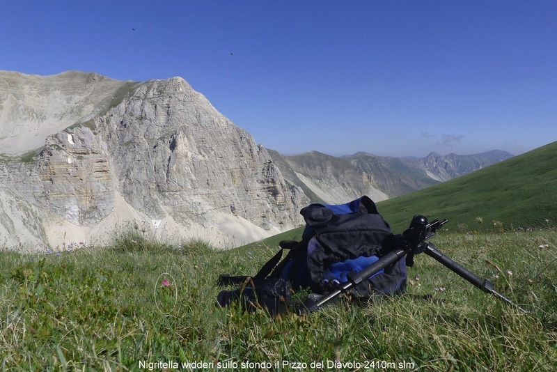 Orchidee e fiori del Monte Vettore e del Lago di Pilato � 26 giugno 2025.